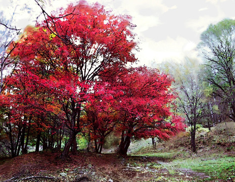 裝飾畫 無框畫 紅楓樹