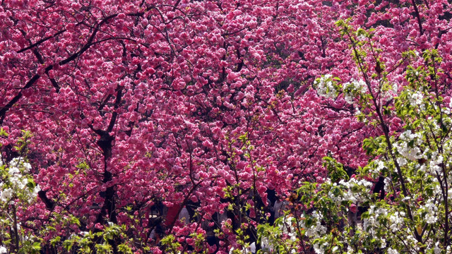 樱花