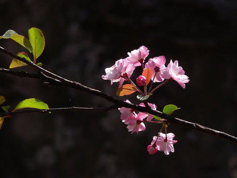 海棠花