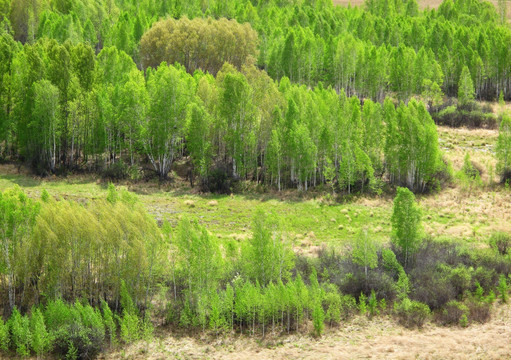 森林风景