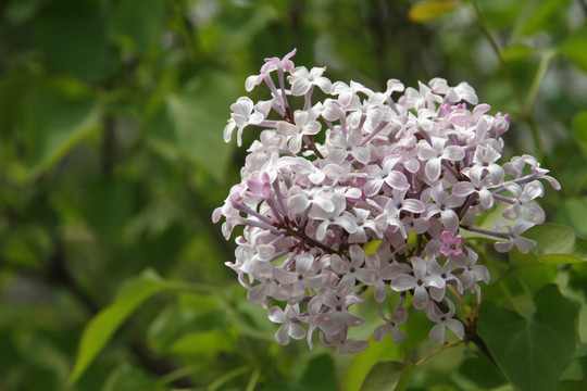 丁香花