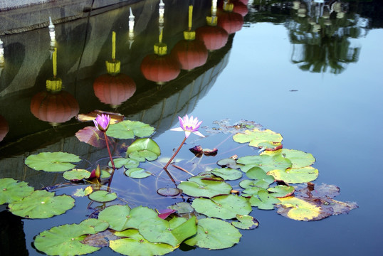 深圳荔香公園景觀
