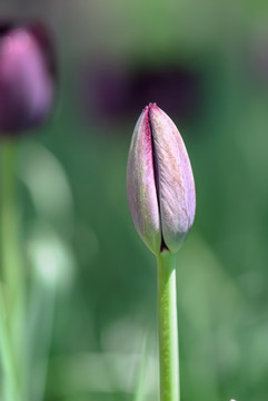 红色郁金香花苞