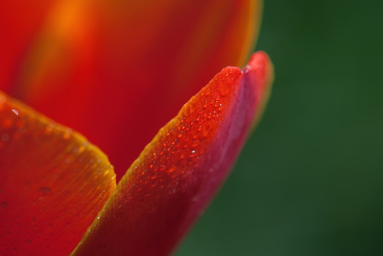 红色郁金香花瓣水滴