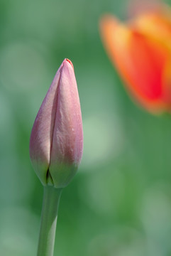 红色郁金香花苞