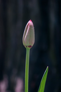 红色郁金香花苞