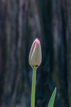 红色郁金香花苞