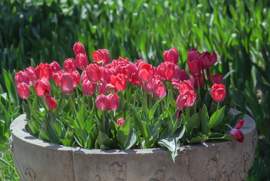 红色郁金香花坛