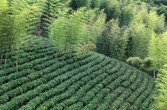 念山茶山