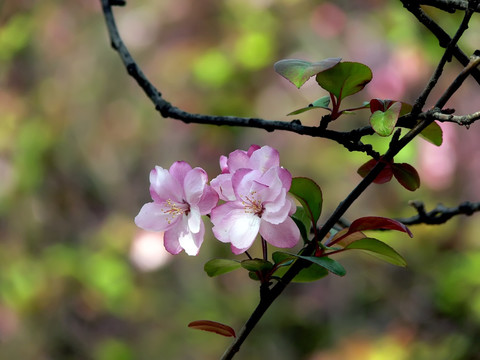 海棠花