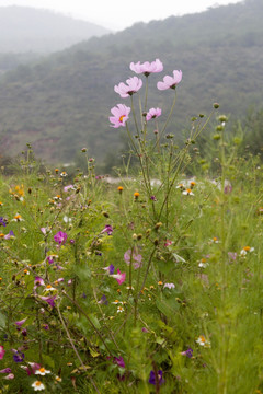 桑格花格桑花金露梅