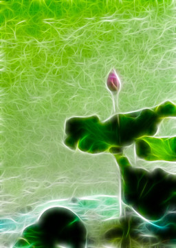 荷花