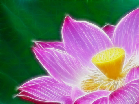 荷花