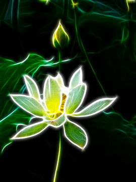 荷花