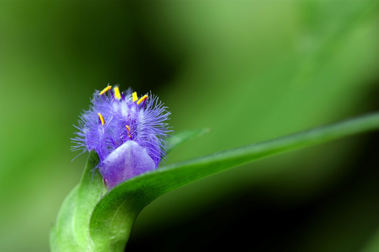 云南珍稀花卉