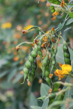 农作物扁豆