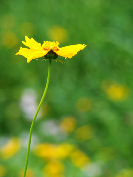 金鸡菊