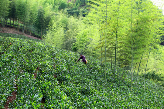 茶山