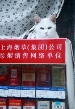 小店里的猫咪