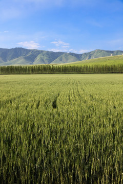 麦田