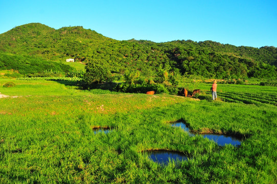 田园 草地