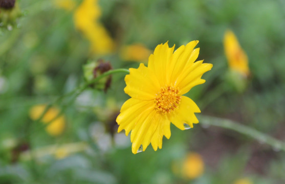 金鸡菊