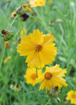 金鸡菊