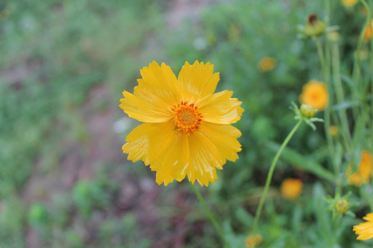 金鸡菊