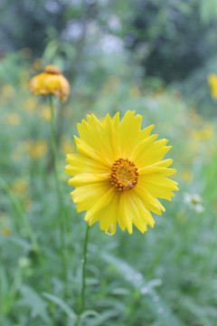 金鸡菊