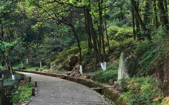 林中道路