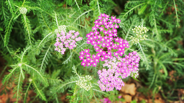 紫颐香薰山谷