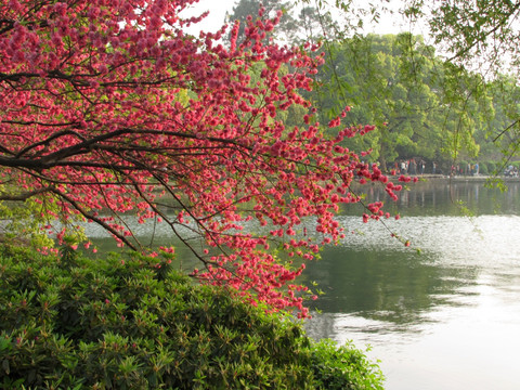 杭州西湖 花港公园