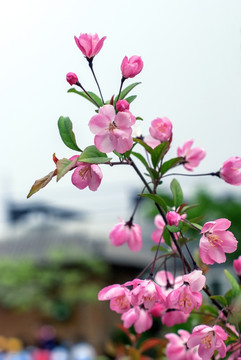 一簇粉色小花