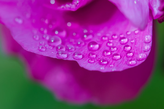 粉红花瓣上的水珠
