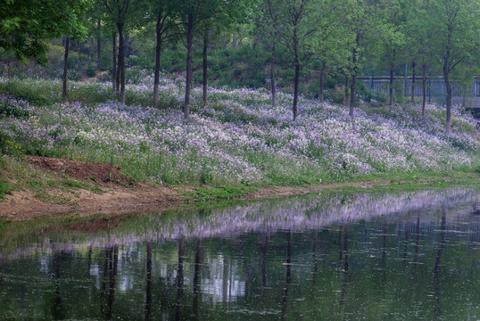 一条小河