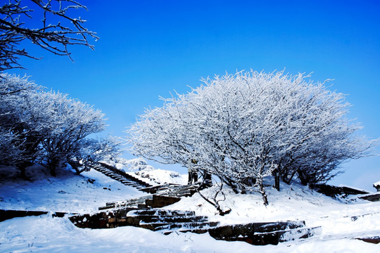 泰山雪松