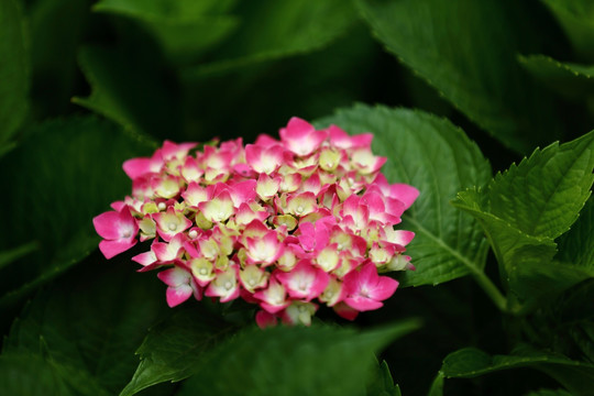 绣球花