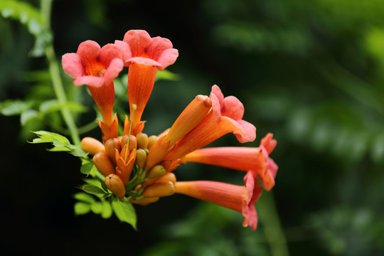 凌霄花儿