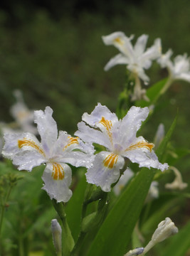雨中鳶尾花