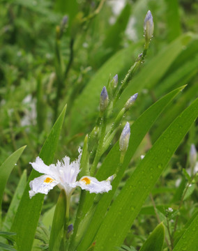 雨中鸢尾花