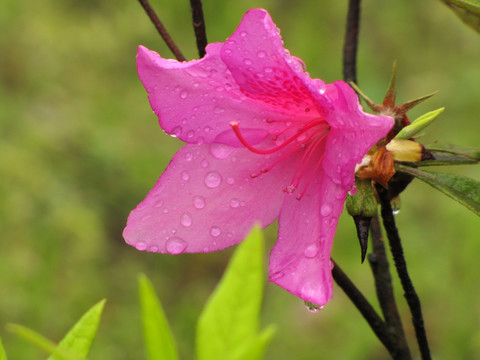 雨中红杜鹃