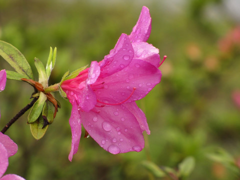 雨中红杜鹃