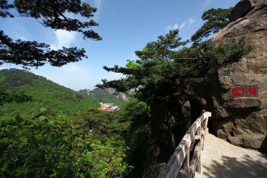 黄山 始信峰 黄山松 松树