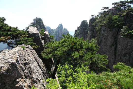 黄山 始信峰 黄山松 松树