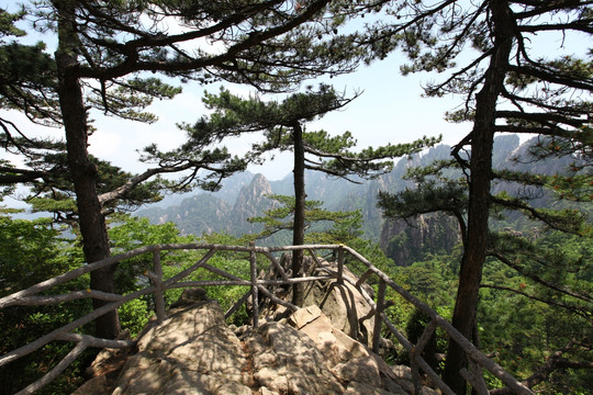 黄山 黄山松 松树 古松