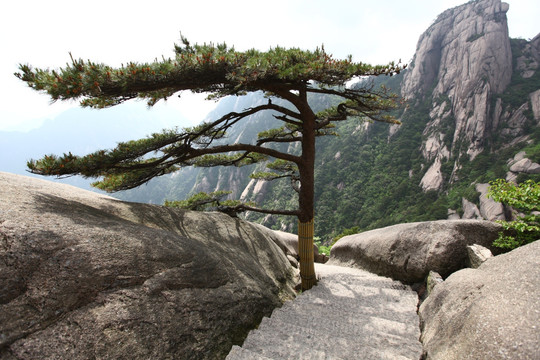 黄山 莲花峰 山路 峭壁 悬崖