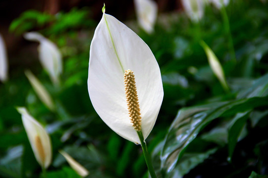 曼妙花影 白掌