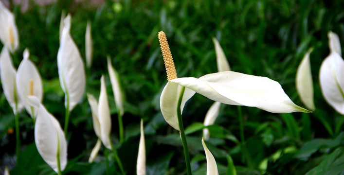 曼妙花影 白掌