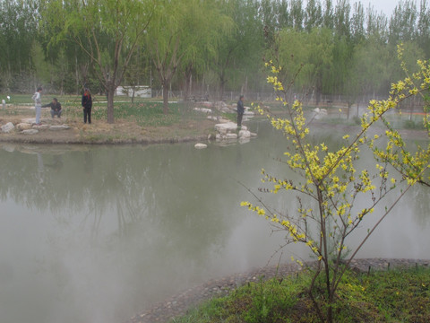 北京鲜花港  水杉树