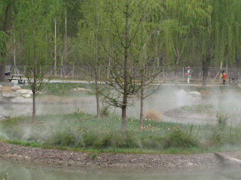 北京鲜花港  水杉树